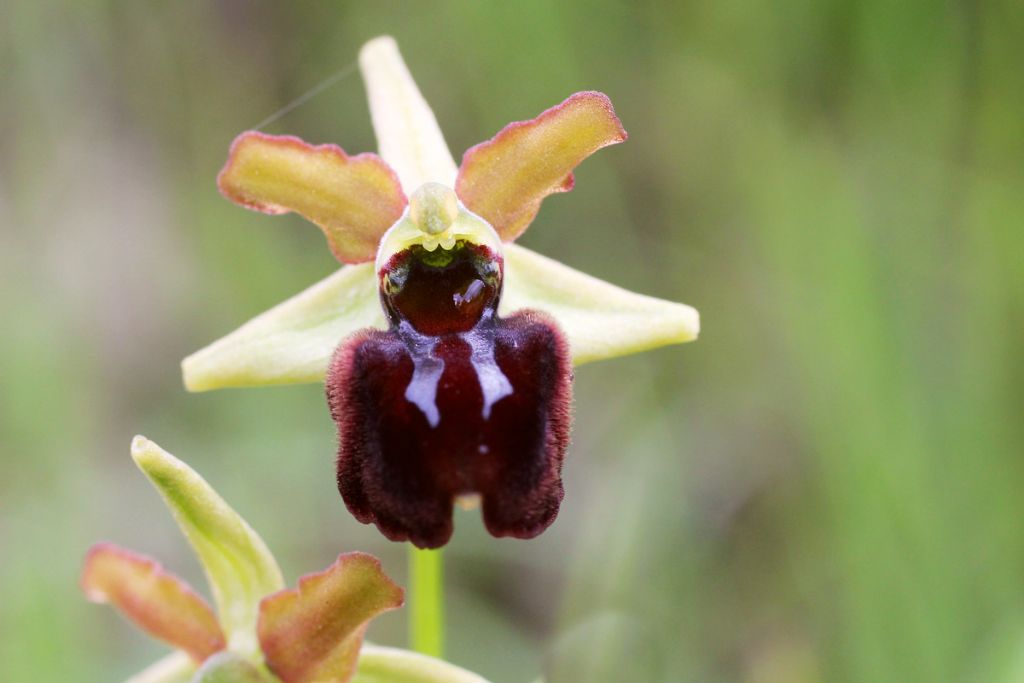 Aiuto e conferma identificazione orchidee